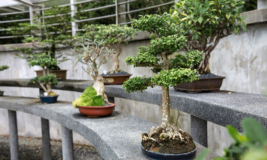 Guida Completa ai Prebonsai: Introduzione a un Affascinante Mondo Verde e alla Missione di PrebonsaiStore