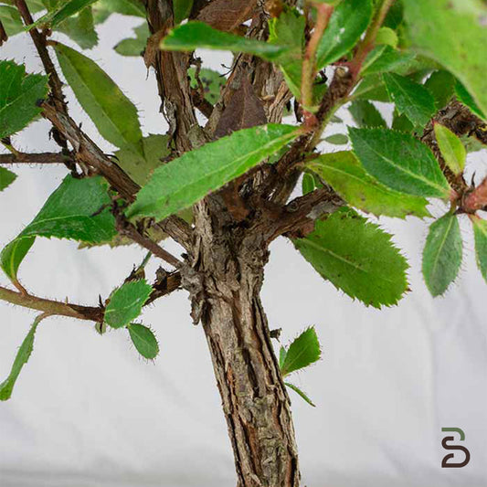 Corbezzolo Prebonsai (Arbutus Unedo)