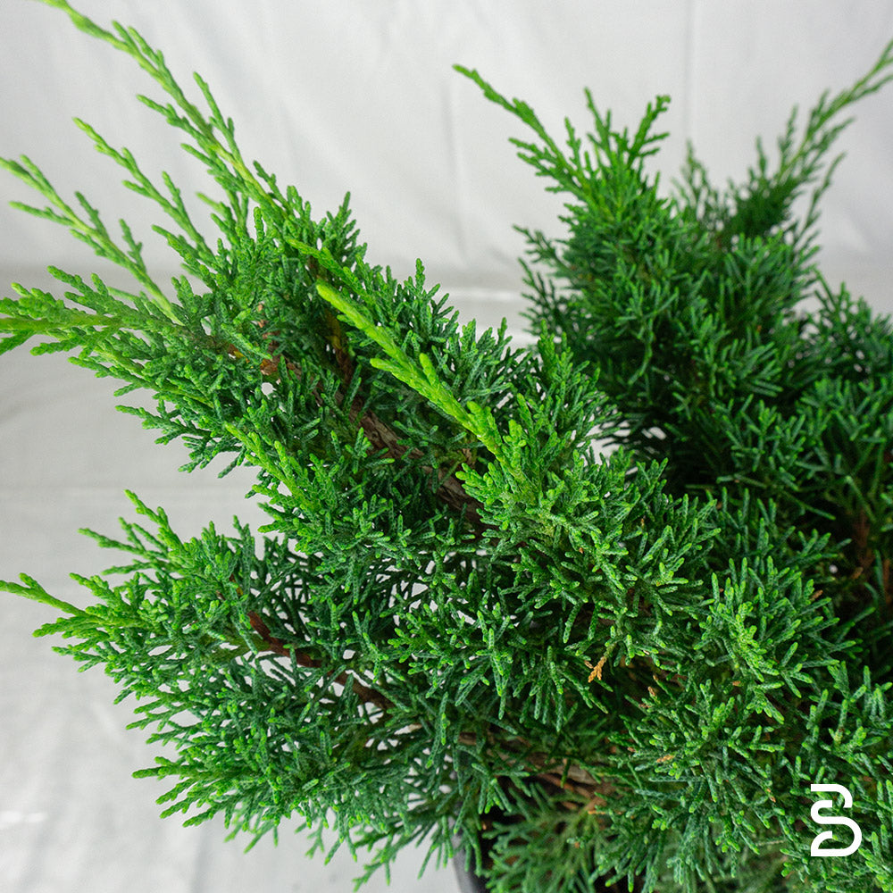 Prebonsai Ginepro Chinensis Itoigawa