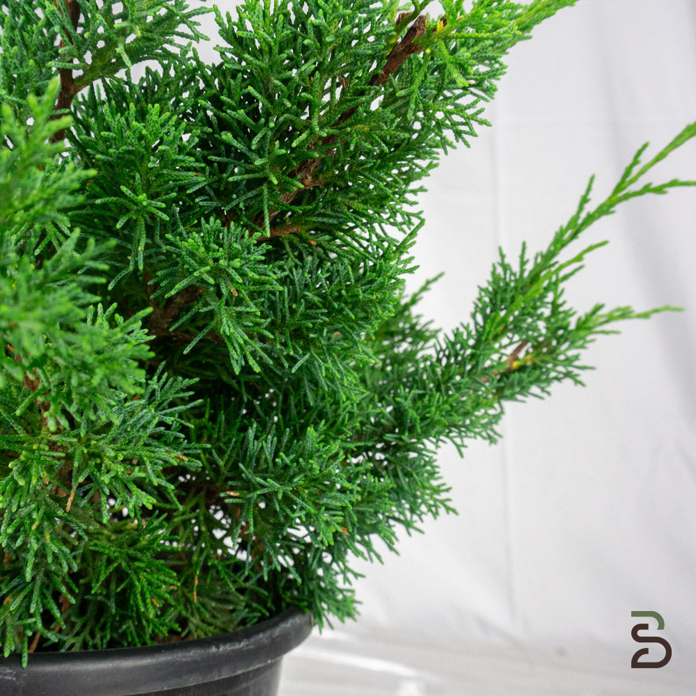 Prebonsai Ginepro Chinensis Itoigawa
