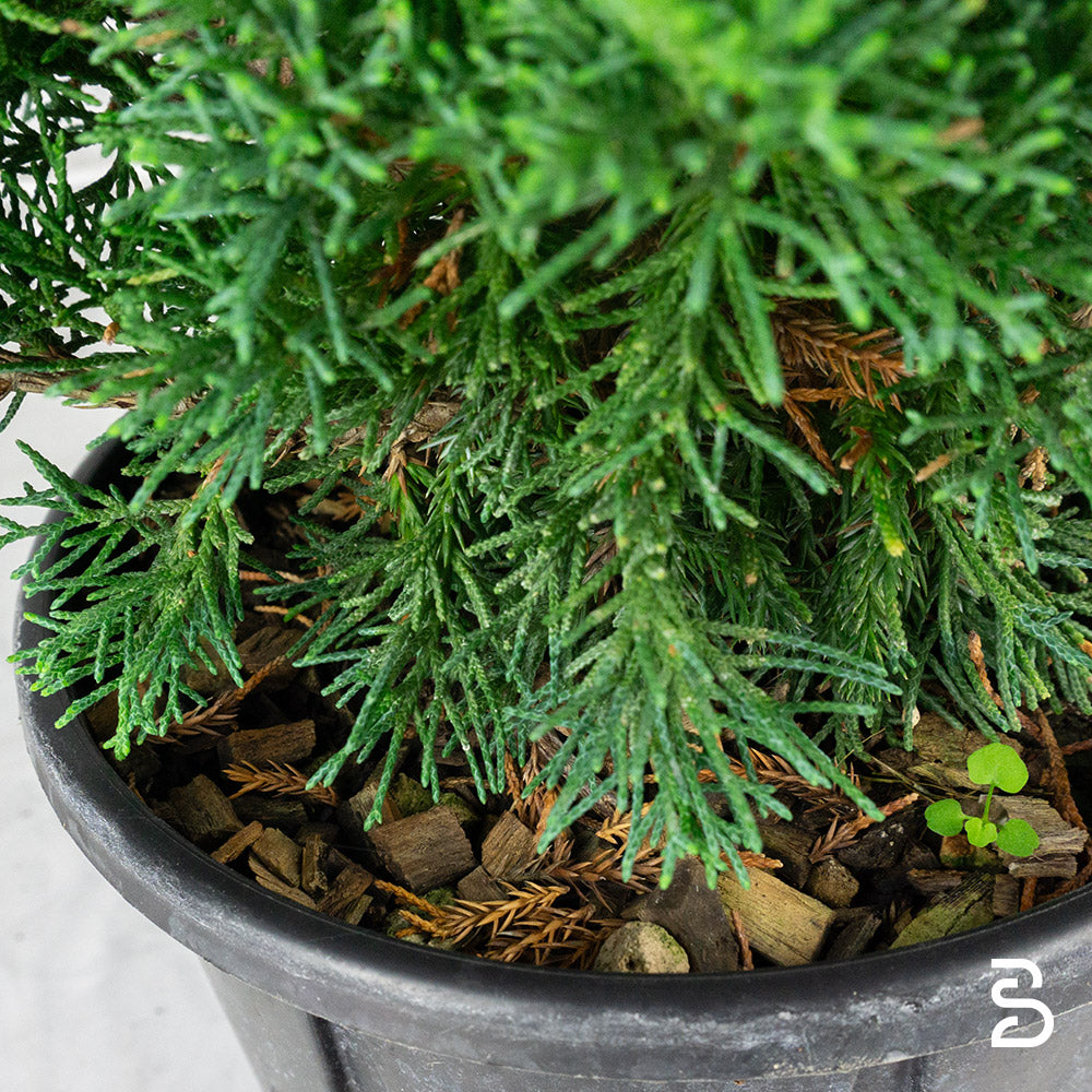 Prebonsai Ginepro Chinensis Itoigawa