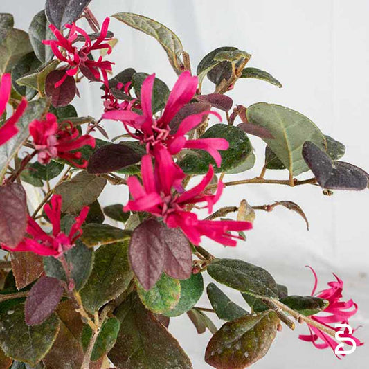 Loropetalo Prebonsai