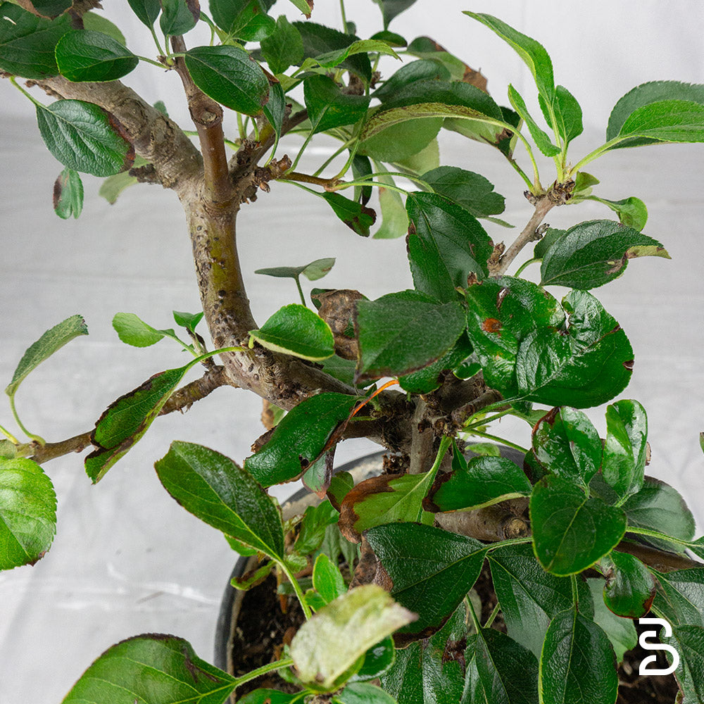 Prebonsai Malus sargentii 10 anni