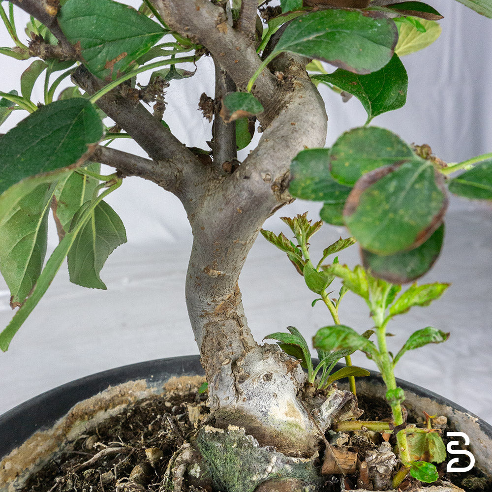 Prebonsai Malus sargentii 10 anni