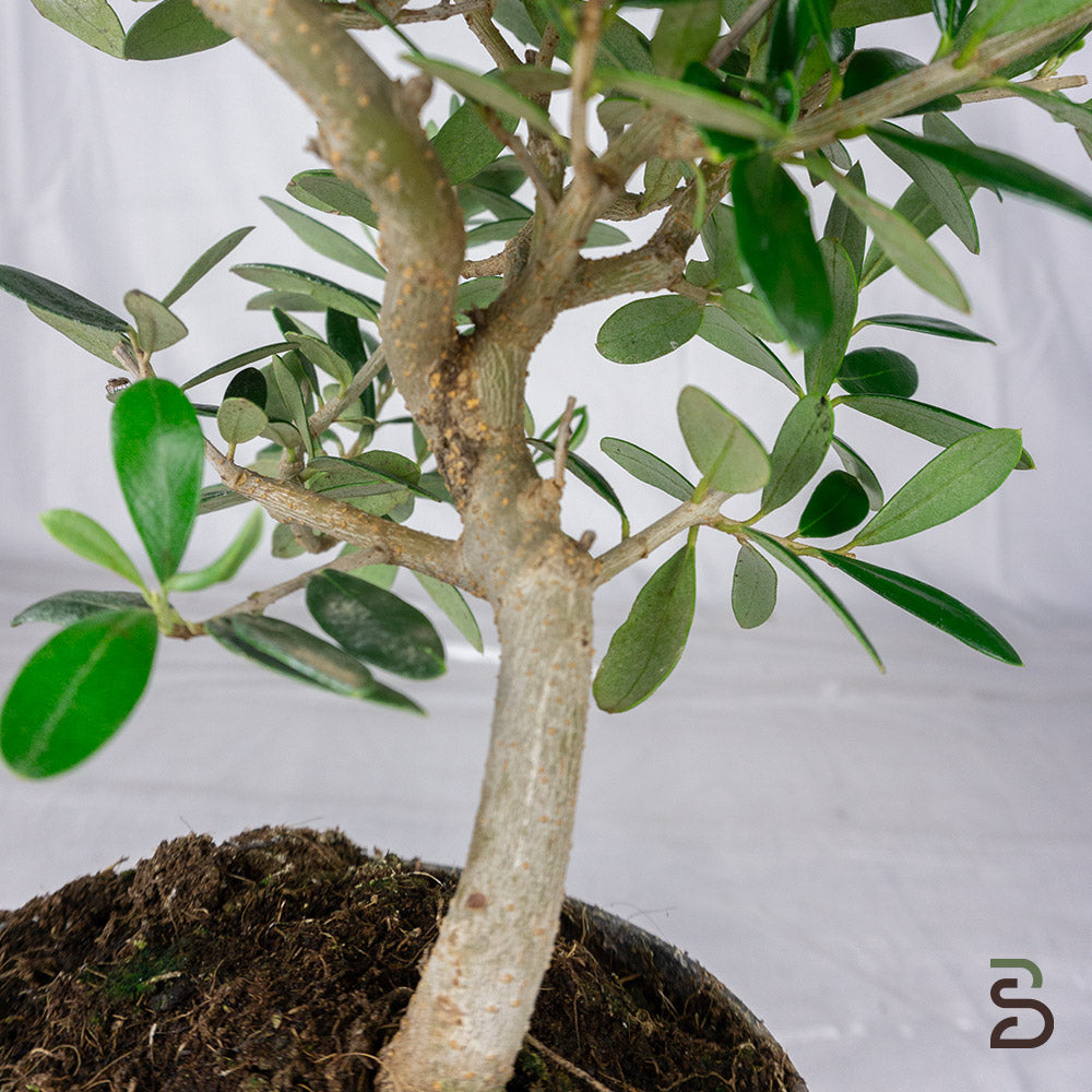 Prebonsai Olivo - 7 anni
