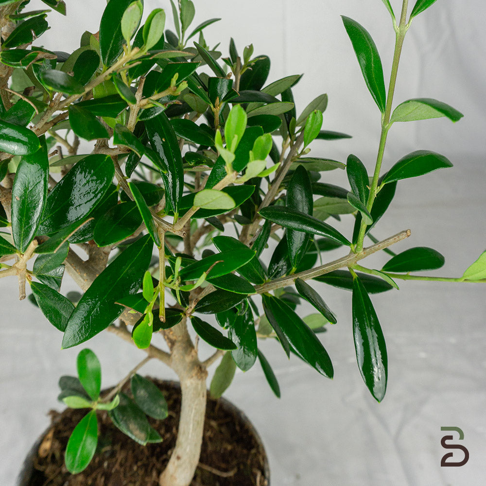 Prebonsai Olivo - 7 anni