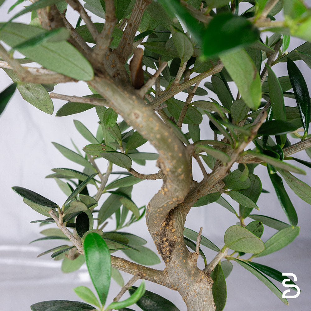 Prebonsai Olivo - 7 anni