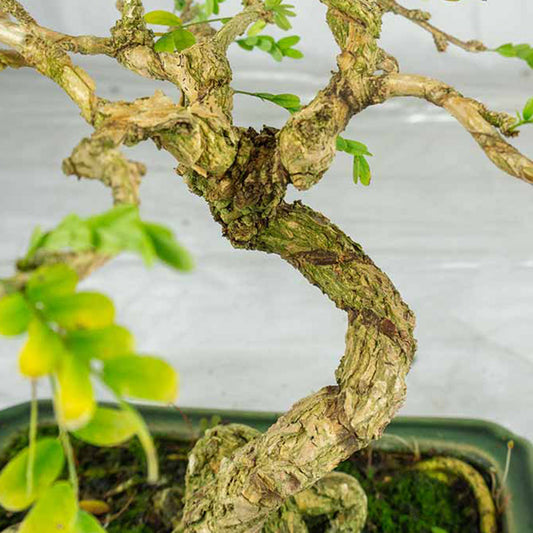 Sesbania Prebonsai 14 anni