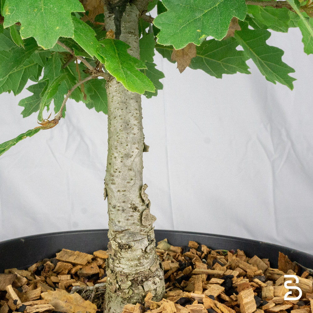 Prebonsai di Quercia