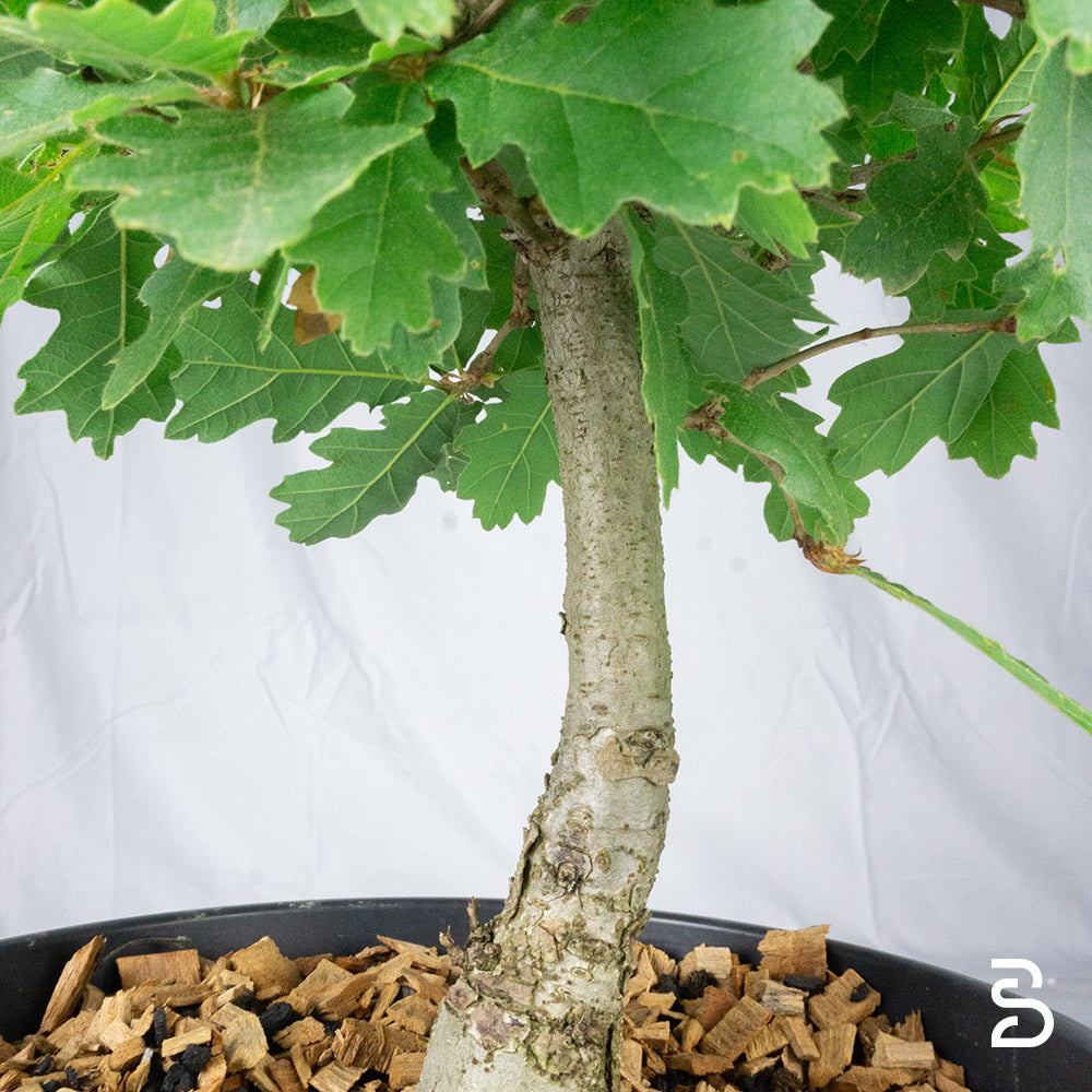 Prebonsai di Quercia
