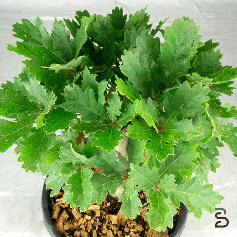 Prebonsai di Quercia