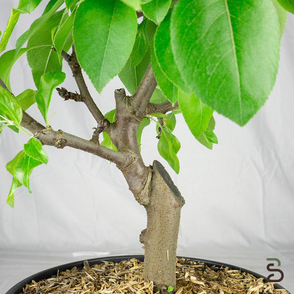 Prebonsai Pero
