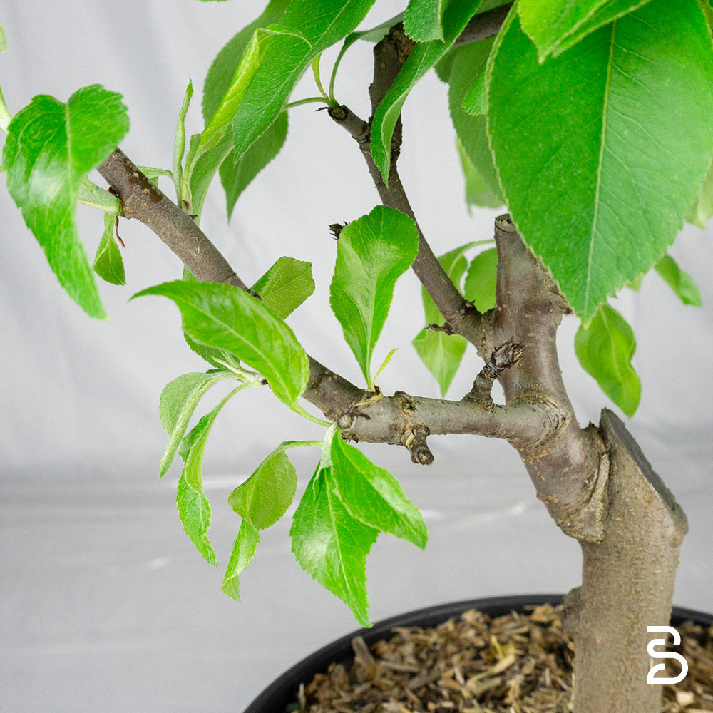 Prebonsai Pero
