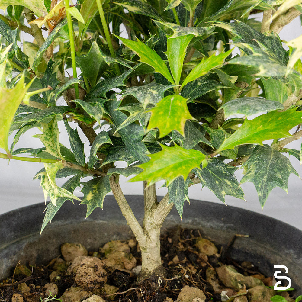 Prebonsai osmanthus