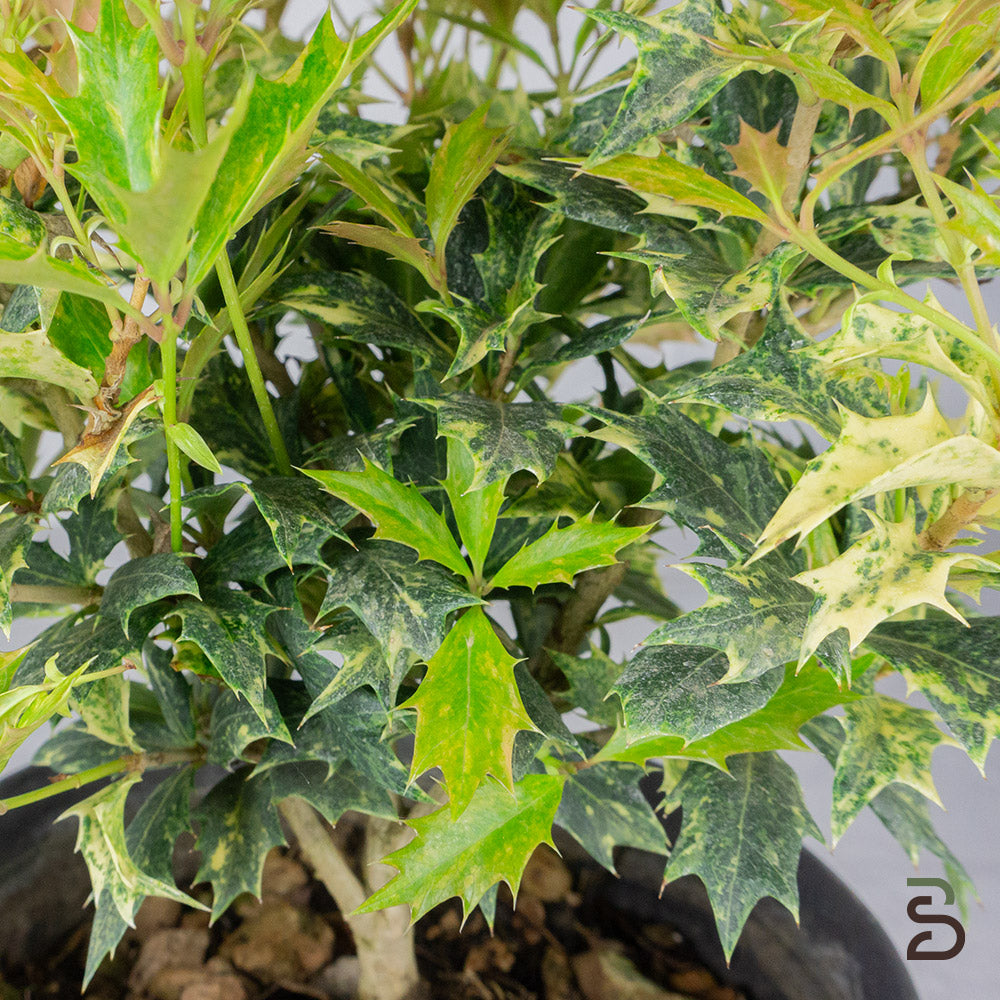 Prebonsai osmanthus