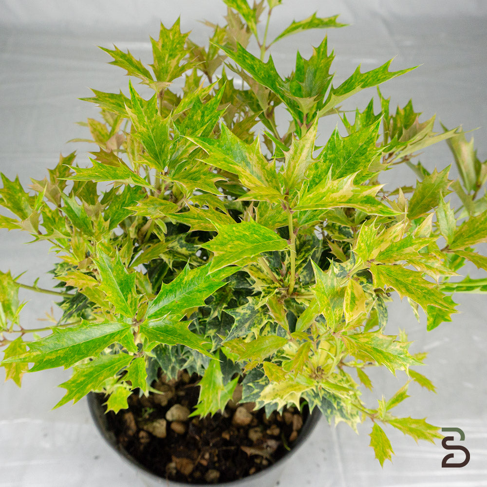 Prebonsai osmanthus