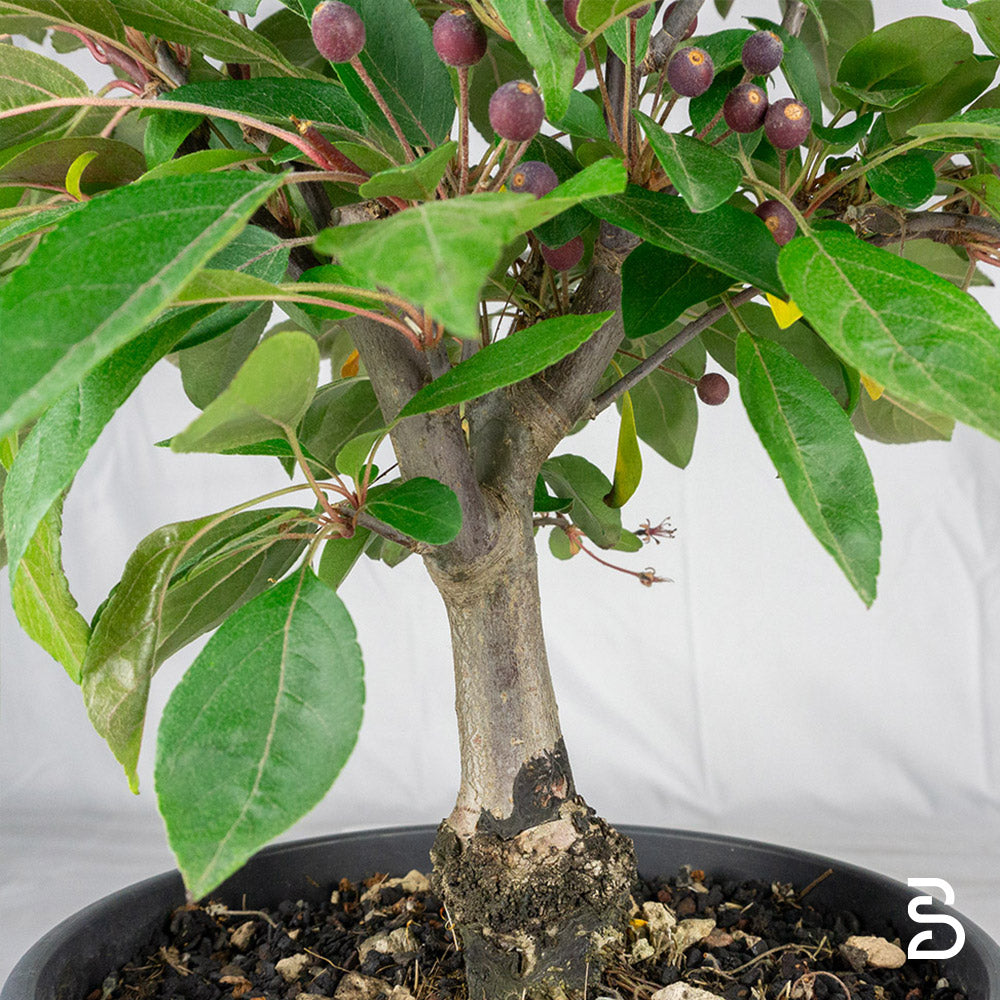 Prebonsai Melo rosso