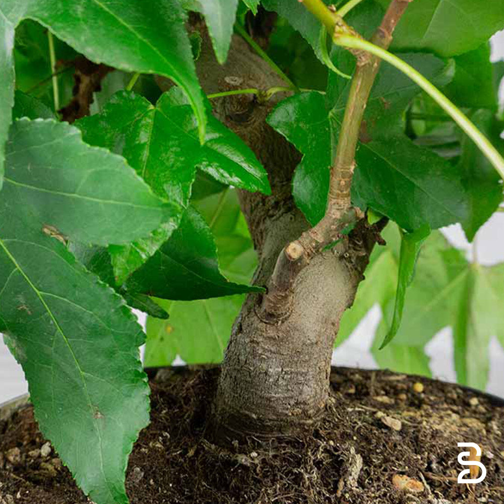 Liquidambar prebonsai - 10 anni