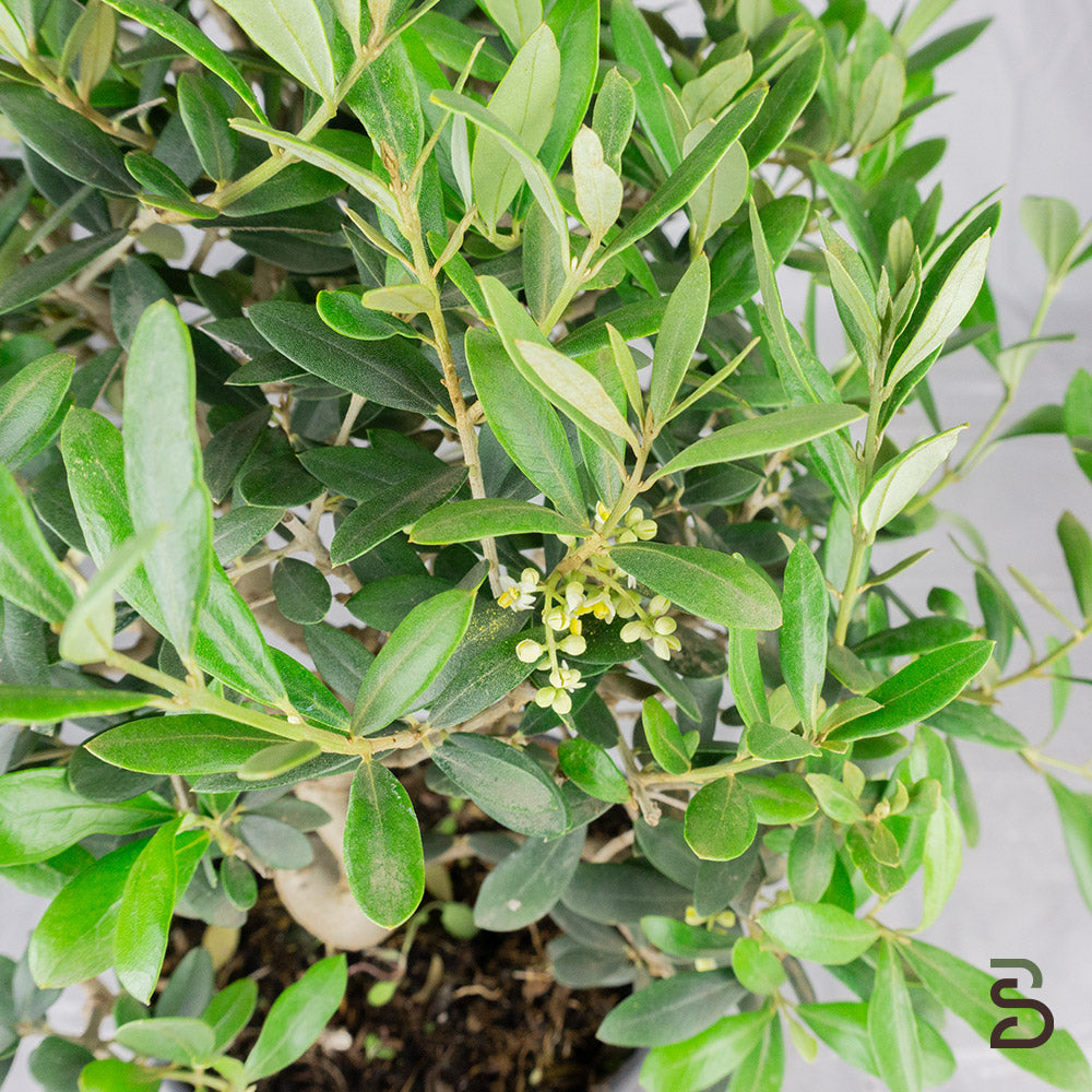Prebonsai Olivo (Olea europea) 8 anni