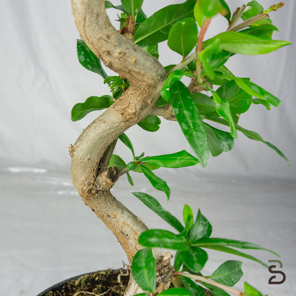 Prebonsai Melograno