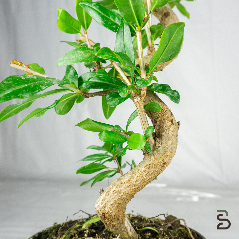 Prebonsai Melograno