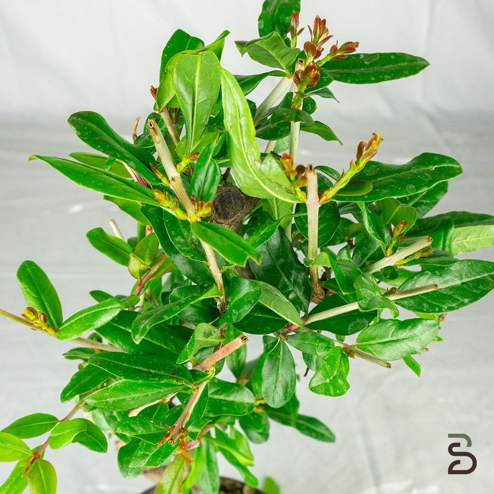 Prebonsai Melograno