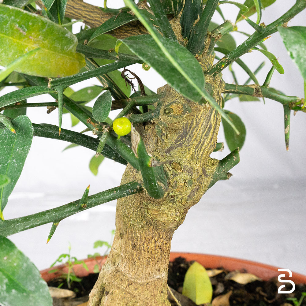 Prebonsai Citrus Kinzu 12 anni