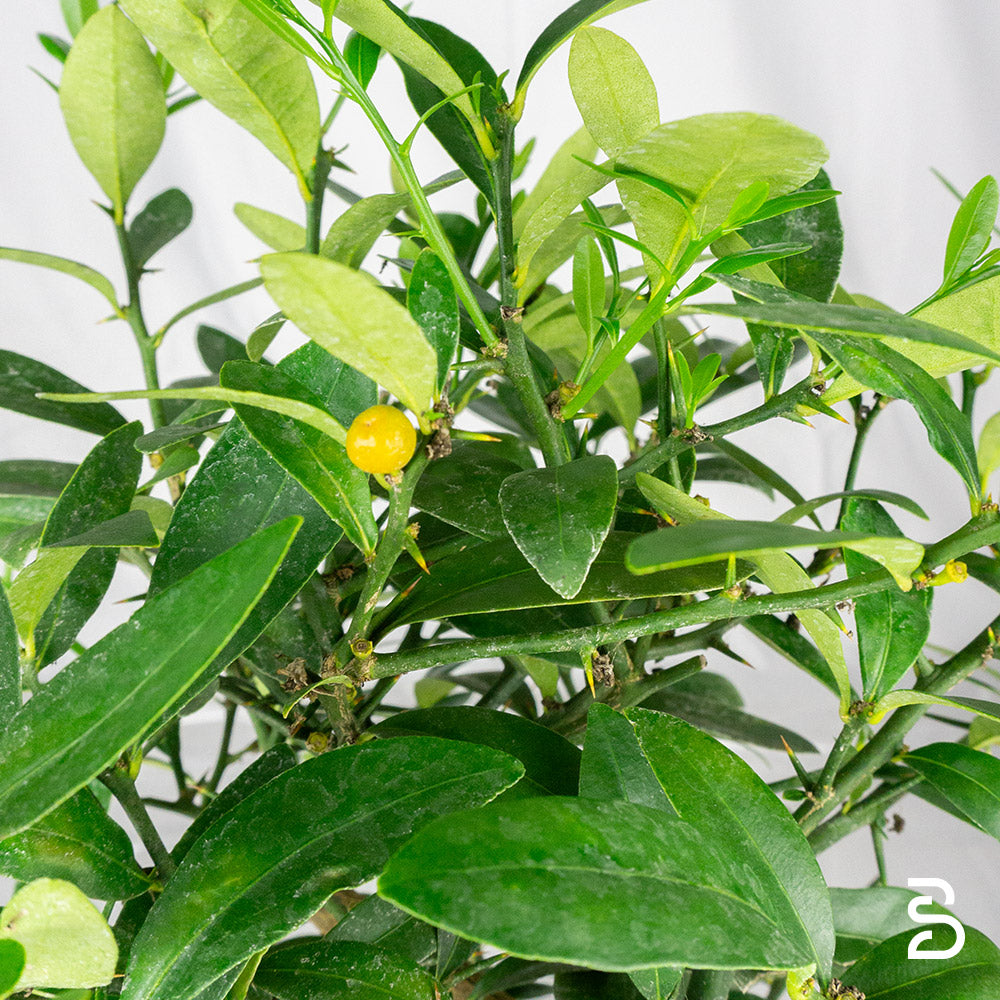 Prebonsai Citrus Kinzu 12 anni