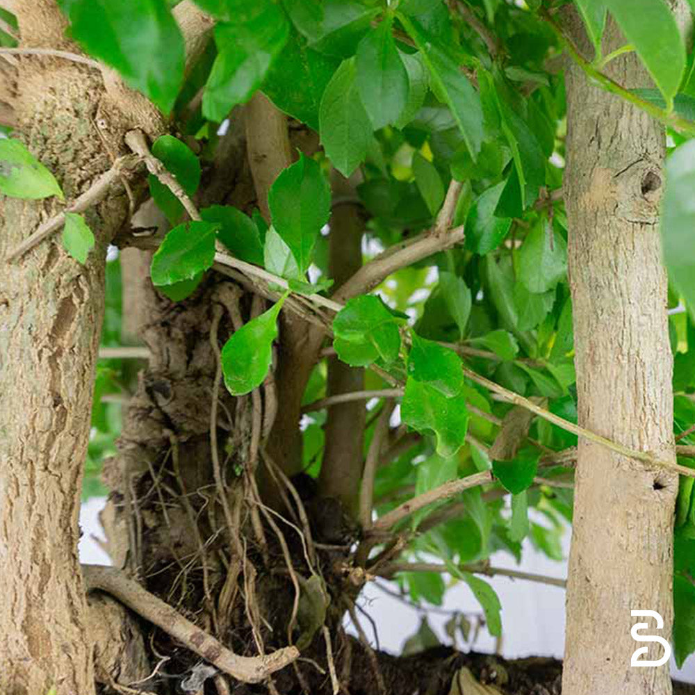 Duranta Prebonsai - 15 anni