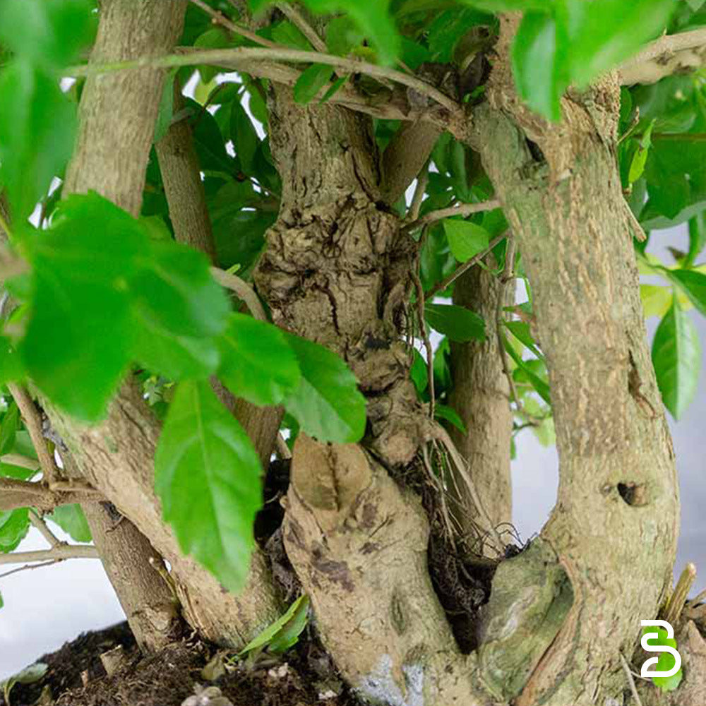 Duranta Prebonsai - 15 anni