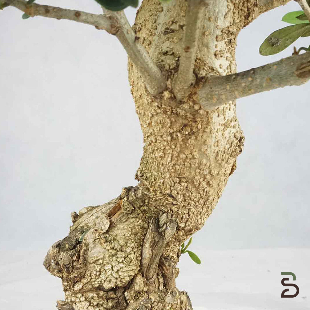 Prebonsai di Olivastro – 8 Anni