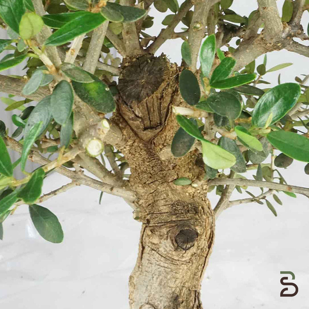 Prebonsai di Olivastro – 8 Anni