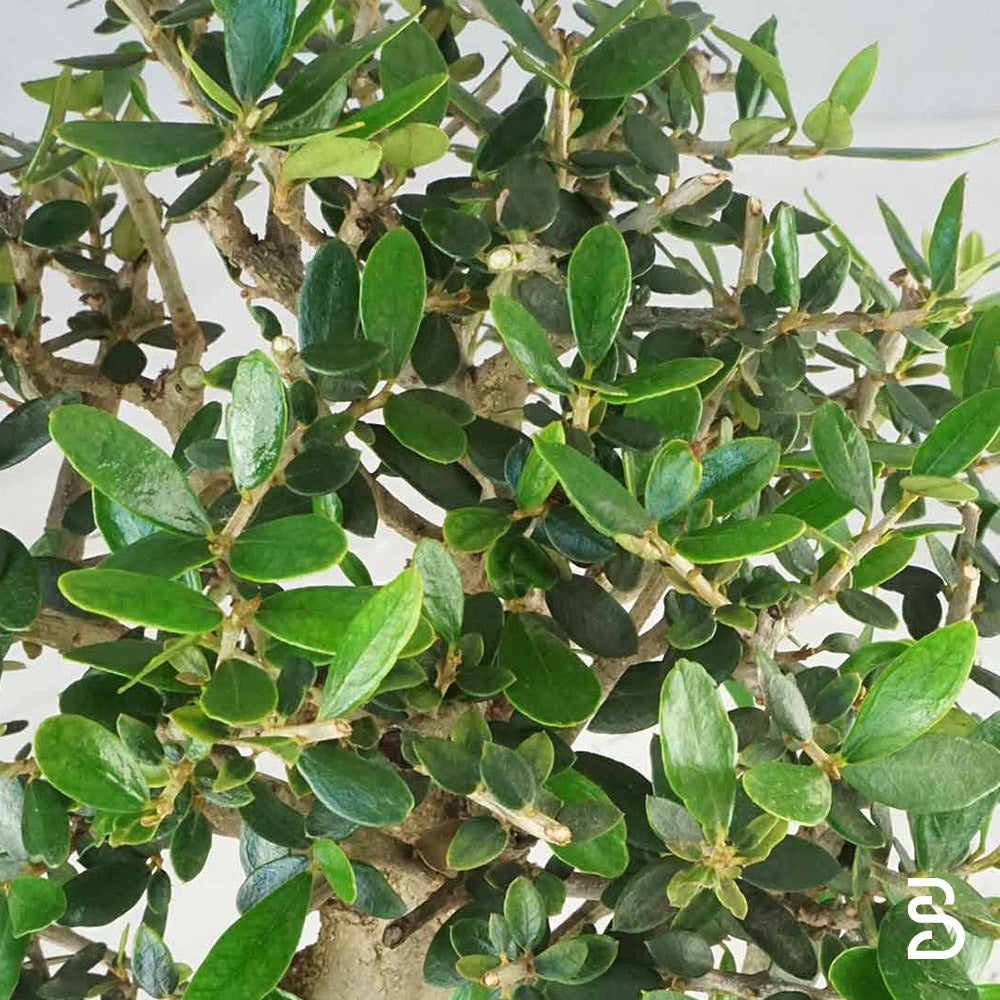 Prebonsai di Olivastro – 8 Anni