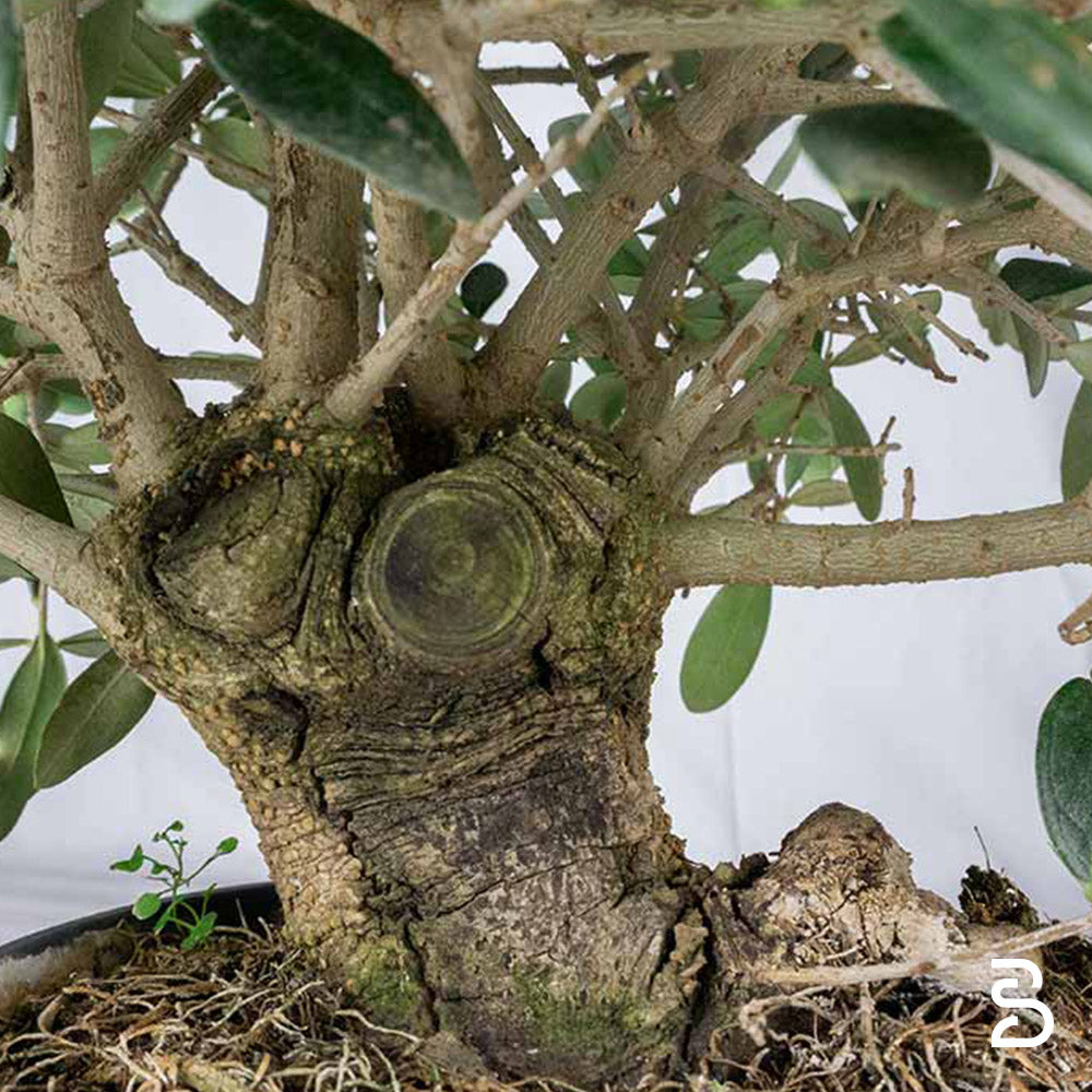 Prebonsai Olivo (Olea europea) 10 anni