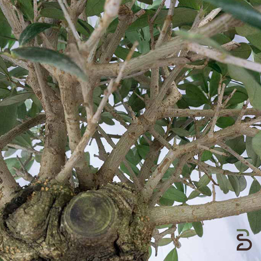 Prebonsai Olivo (Olea europea) 10 anni