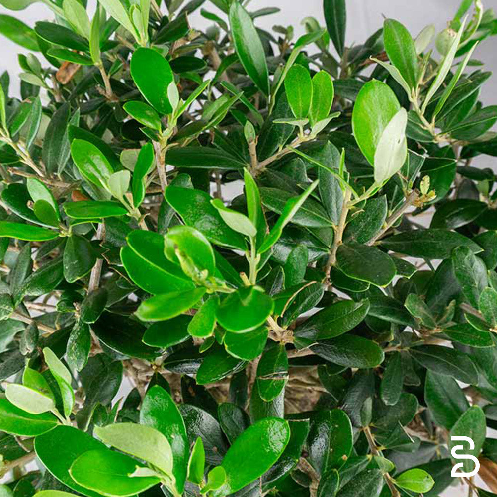 Prebonsai Olivo (Olea europea) 10 anni