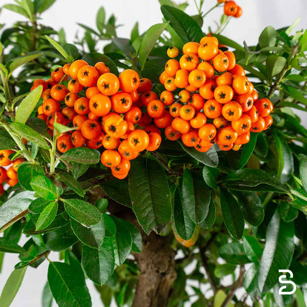 Pyracantha prebonsai - 9 Anni
