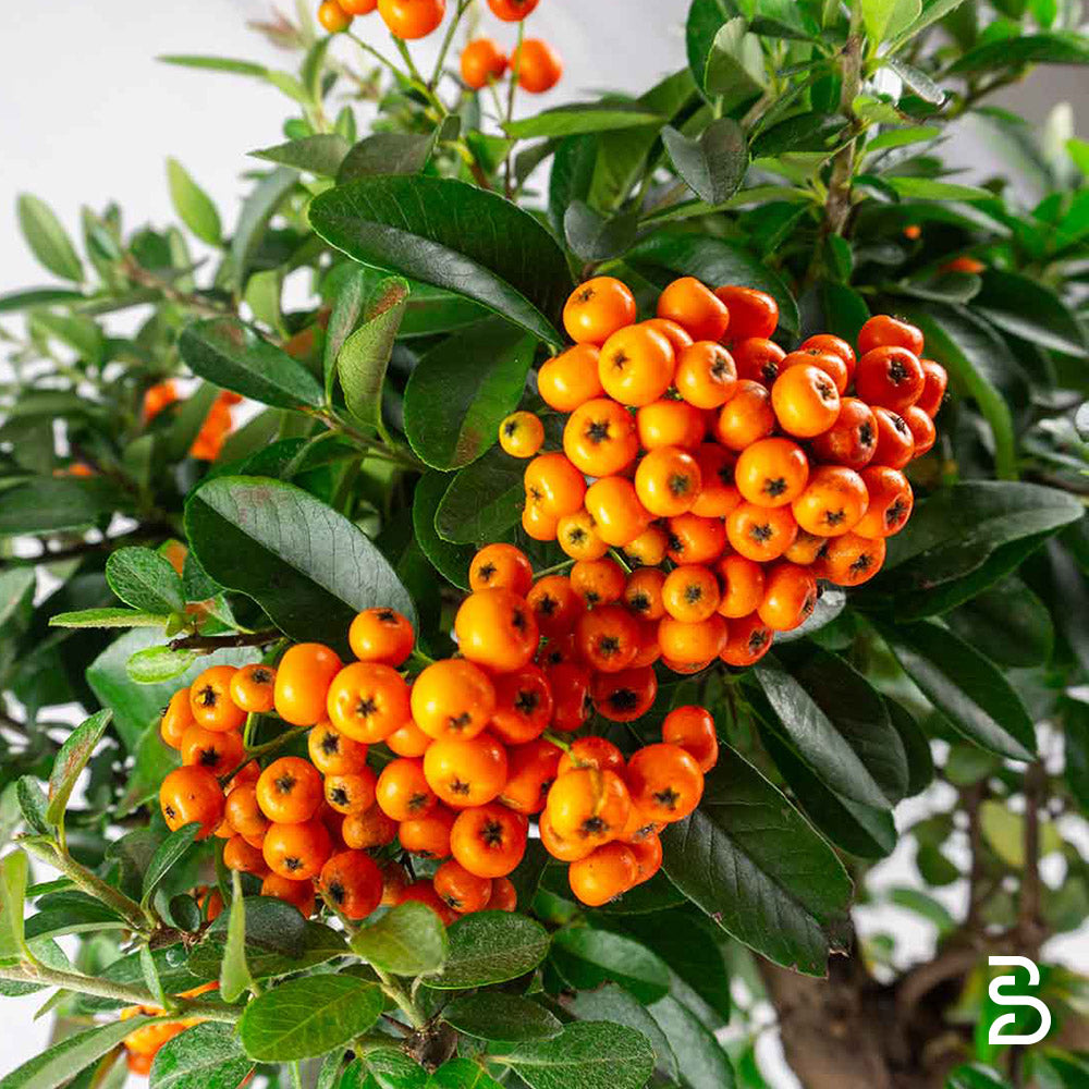 Pyracantha prebonsai - 9 Anni
