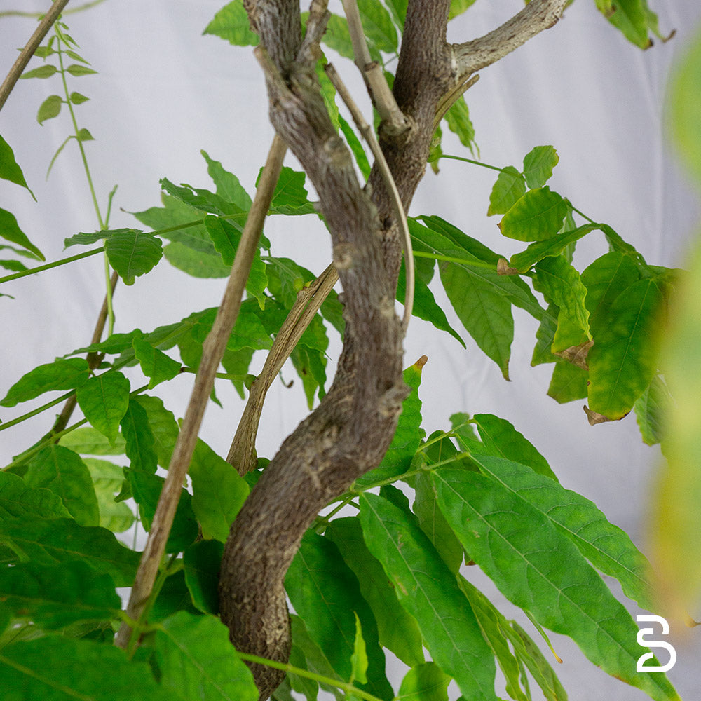Glicine giapponese Prebonsai - 12 anni