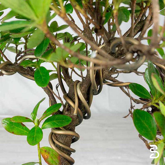 Azalea (Rhododendron indicum) - Prebonsai 9 anni