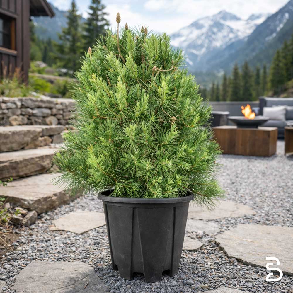 Prebonsai Pinus Halepensis - Pino d'Aleppo 12 anni