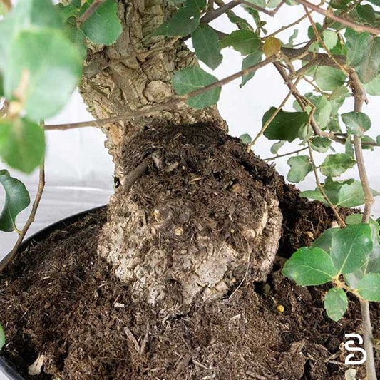 Quercia Sughera Prebonsai - Età 15 anni