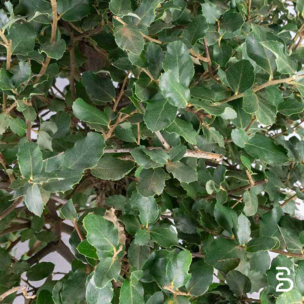 Quercia Sughera Prebonsai - Età 15 anni