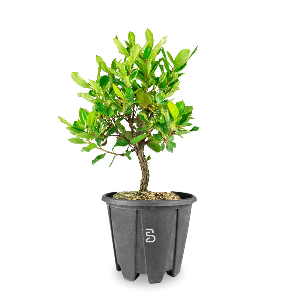 Corbezzolo Prebonsai (Arbutus Unedo)