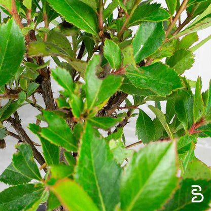 Corbezzolo Prebonsai (Arbutus Unedo)