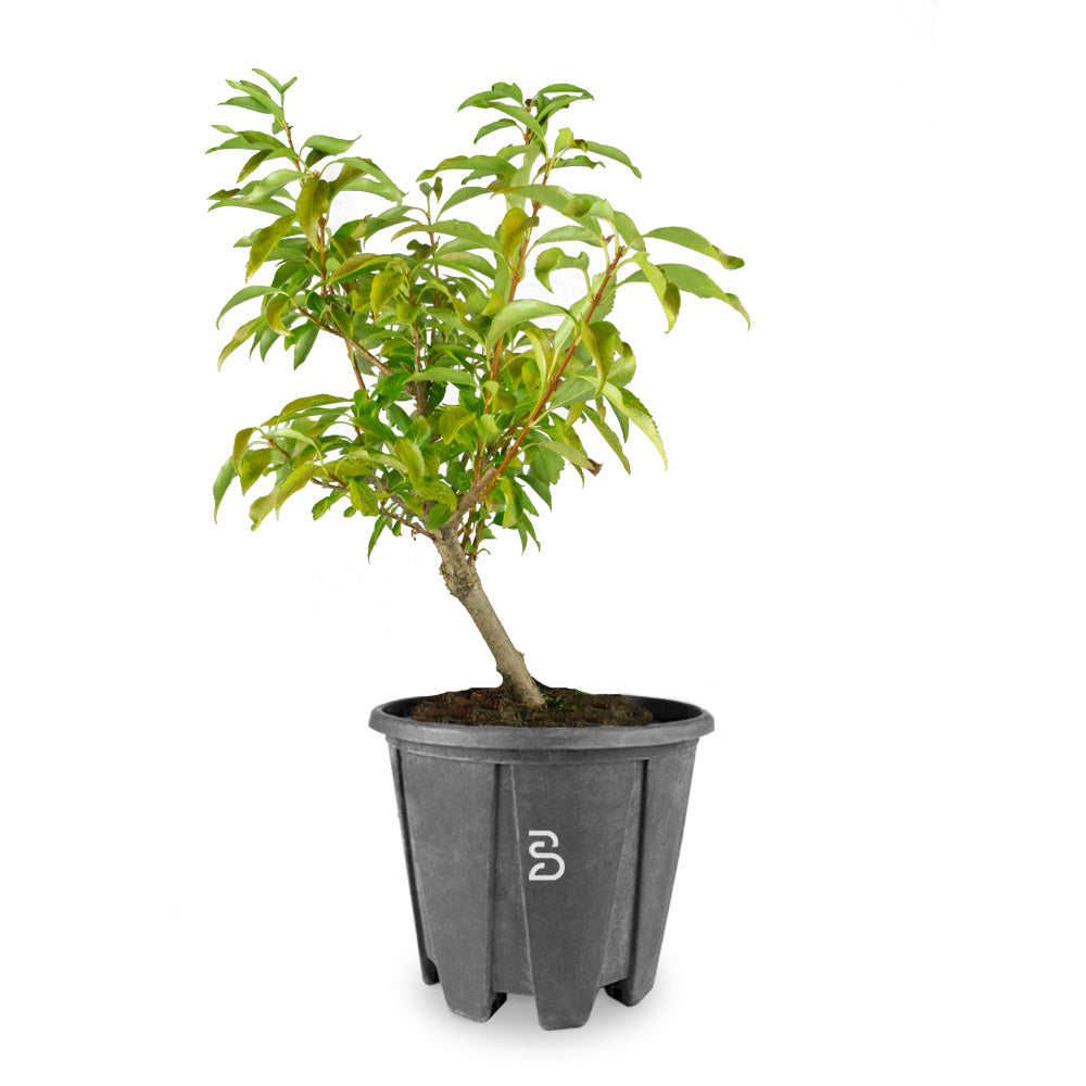 Forsizia Prebonsai