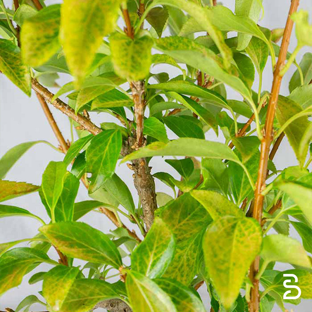 Forsizia Prebonsai