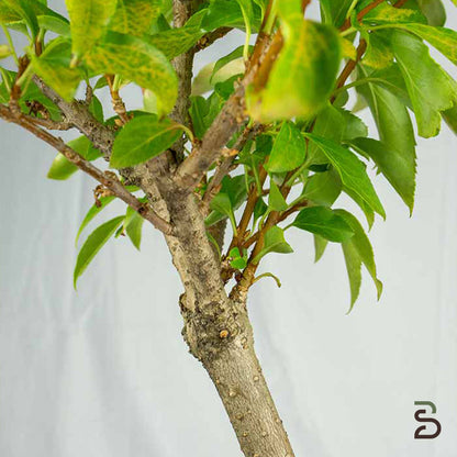 Forsizia Prebonsai