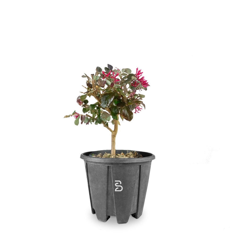 Loropetalo Prebonsai