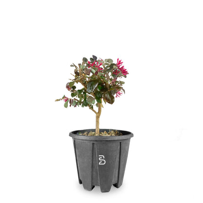 Loropetalo Prebonsai